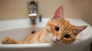 Find content updated daily for clogged drain standing water. 10 Really Easy Ways To Unclog Drains
