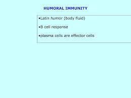 humoral immunity flow chart diagram nationalphlebotomycollege