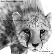 Cheetah face by eliket on deviantart. Realistic Cheetah Drawings In 4 Steps With Photoshop
