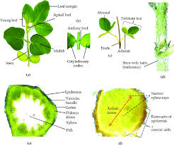 Floral diagrams are useful for flower identification or can help in understanding angiosperm evolution. Overview Of Soybean Plant Morphology And Anatomy A Vegetative First Download Scientific Diagram