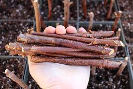 Would containers be an ok idea to keep them in long term. Propagating Elderberries From Cuttings
