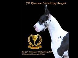 Adopt athena a black great dane / mixed dog in colorado springs, co (31117282) great dane · colorado springs, co fun facts about athena: Rose Great Danes Puppies For Sale