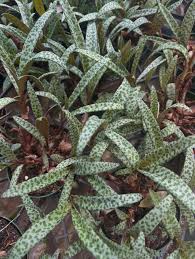 Image result for Salacia leptoclada