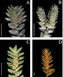 Image result for Selaginella imbricata