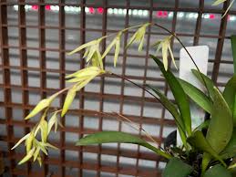 Image result for Euphorbia depauperata