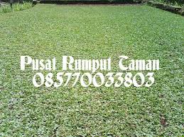 Rumput gajah mini (pennisetum purpureum cv.mott) merupakan rumput yang sedang popular sekarang ini, ukurannya yang lebih kecil dari rumput gajah yang kita kenal membuatnya sering disebut sebagai rumput kerdil. Jual Rumput Gajah Mini Permeter Tangerang Di Lapak Pusat Rumput Taman Bukalapak
