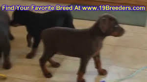 They are really tiny, sweet, so very precious, micro size and have completely finished with all vaccines. Bayou Bowling Monroe Louisiana Destimap Destinations On Map