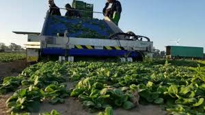 Feldsalat Ernte Youtube