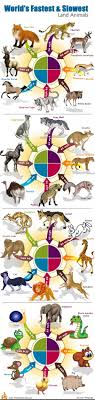 World S Fastest Slowest Land Animals Visual Ly Slowest Animal Animal Infographic Animals