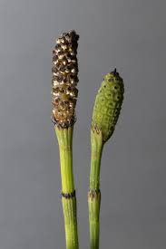 Image result for Equisetum ramosissimum
