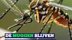 Muggen in de Winter: Waarom blijven ze maar rondvliegen? - TikTok