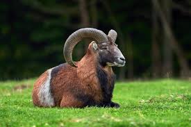 Ram Animal Pictures | Freepik