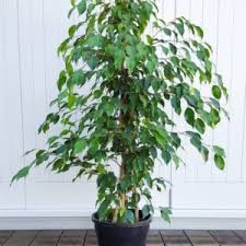 Ficus dall'aspetto lussureggiante, robusti e facili da mantenere, i ficus da interni sono tra le piante più diffuse in assoluto. Piante Da Appartamento Resistenti Quali Scegliere Planeta Srl