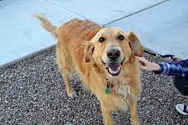 Whether you're looking for a playful puppy or an older companion, we have the perfect dog for you. Chandler Az Golden Retriever Meet Chester A Pet For Adoption