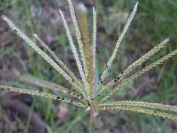 Image result for Chloris mossambicensis