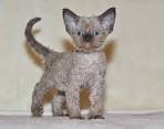 Available Devon Rex Kittens For Sale & Cats For Adoption