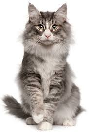 If yes, here is a list of the norwegian forest cat breeders in the u.s. Norwegian Forest Cats Large Lovely And Unique Purrfectpost Com