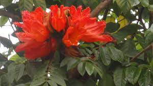 Orange is the colour between yellow and red on the spectrum of visible light. Today S Flowers African Tulip Tree Other Blooms Terra Farmer