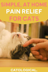 Pin On Cat Tips