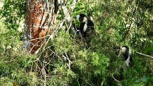 Image result for Sericostachys scandens