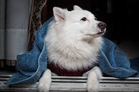 I did a lot of research as to which breed is going to be comfortable in my flat and what not. 5 Dogs That Are Best For Apartment Living Roofandfloor Roofandfloor Blog