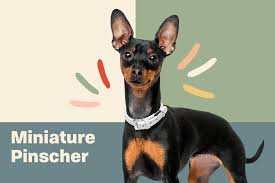 Standard, bronze, silver, gold, and platinum. Miniature Pinscher Dog Breed Information Characteristics Daily Paws