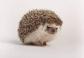 Learn The Basics For Caring For Pet African Pygmy Hedgehogs Including What They Eat What They Like To Do And Common Pygmy Hedgehog Hedgehog Pet Hedgehog Care