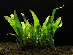 Image result for z p%u0159ednice jedovat 