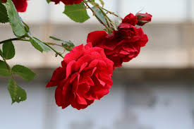 Roses bushes and gardeners have enjoyed a long relationship which. Rose Flowers Beautiful Free Photo On Pixabay