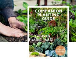 Dec 02, 2011 · this type of chart easily organizes the mind when designing a plant guild and forest garden — which is a different way of thinking about species cooperation as compared to companion planting. Companion Planting Guide Kellogg Garden Organics