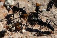 Image result for evolved mutation of ants in bodies who enslaved to build temple