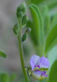 Image result for Polygalaceae