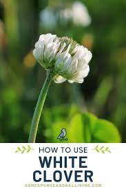 How To Use White Clover Homespun Seasonal Living