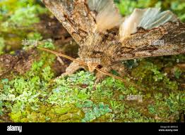 Image result for Peridea anceps