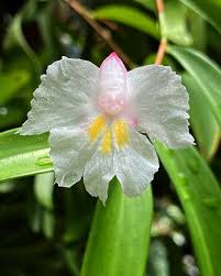 Image result for Costus subbiflorus