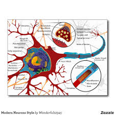 Modern Neurons Style Postcard Zazzle Com Cell Diagram Neurons Nerve Cell