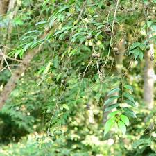 Image result for Shirakiopsis elliptica