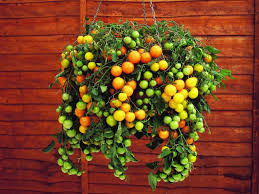 Sebze ve meyve tohumlarını ne zaman ekmek gerekiyor, hangi ay hangi tohum edilir, uzmanları dışında bu soruların yanıtını bilmek zordur ve bir tarım takvimine ihtiyaç vardır. Hangi Sebze Ve Meyve Ne Zaman Ekilir Uzman Evim