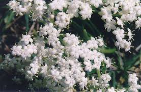 Check spelling or type a new query. Wildflowers Of The Enchanted Forest Titusville Florida
