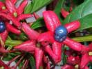 Image result for Clerodendrum lutambense