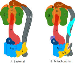 This enzyme interconverts two major energy currencies of a living cell: Atp Synthase Structure For A Prokaryotic And B Eukaryotic Download Scientific Diagram