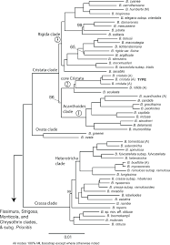Image result for Barleria crassa