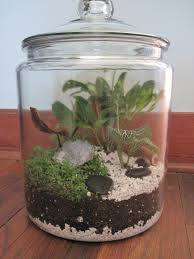 My Terrarium Maranta Leuconeura Erythroneura Or Prayer Plant Fittonia Verchaffeltii Or Silver Nerve Plant Soleiro Twig Terrariums Terrarium Miniature Garden