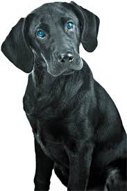 If so, at what age should they be brown? Download Hd Black Lab Blue Eyes On Right Small Labrador Retriever Transparent Png Image Nicepng Com