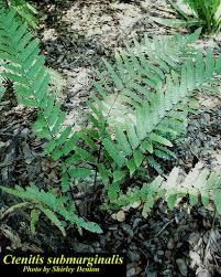 Image result for Ctenitis