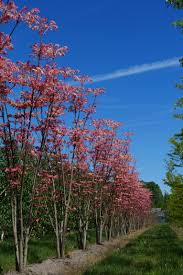 Image result for Toona