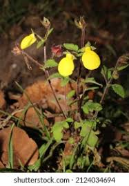Image result for Calceolaria tripartita