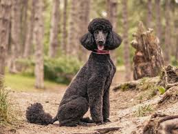 Image result for poodle