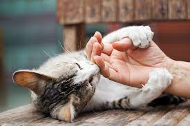 How To Manage Your Cat S Claws