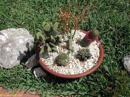 This blog will explore several of the most popular cactus grown in florida, but a trip to a local plant nursery will fill you in on other varieties of florida cactus as well. Cacti Alps The Art Of Growing Cacti And Succulents Outdoors In Humid Climate Toptropicals Com